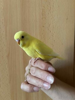 Prodám mladé andulky po vylétnutí z budky - 16
