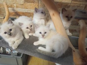 Kocourek Ragdoll ke krytí - 16