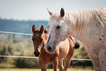 Appaloosa klisna - 16
