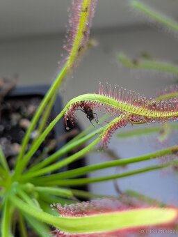 Rosnatka kapská, Drosera capensis - 16