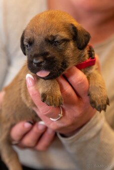 Štěňata křížence - 16