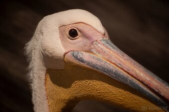 Nikon D700 full frame + objektiv 50mm + příslušenství - 16
