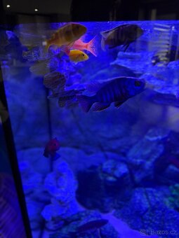 Luxusní vybavené akvárium + ryby - 16
