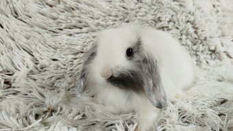 Zakrslý beránek, králíček, králík - MINDY - 16