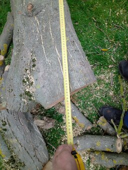 Kmeny ořešáku 104-140cm obvod ořešák - 16
