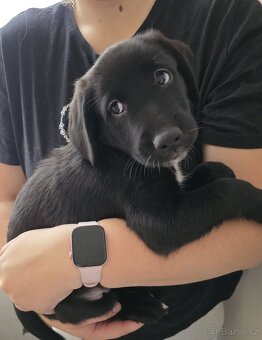 Štěňata k rezervaci - Rhodéský ridgeback × Border kolie - 16