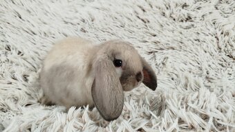 Zakrslý beránek, králíček, králík - RAY - 16