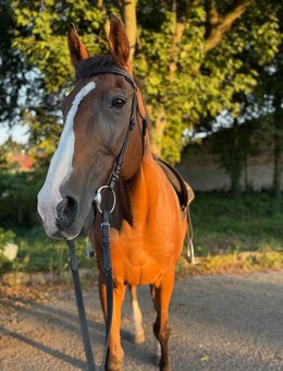 A 1/1 a český teplokrevník - 16