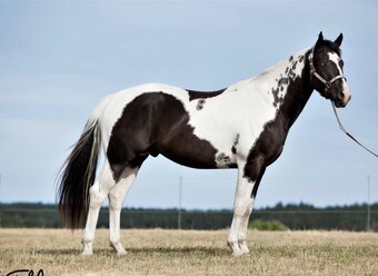 2,5 letá APH klisna - 16