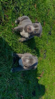 🐾 Americký stafordšírský teriér – modrá štěňátka Bibi a Oli - 16