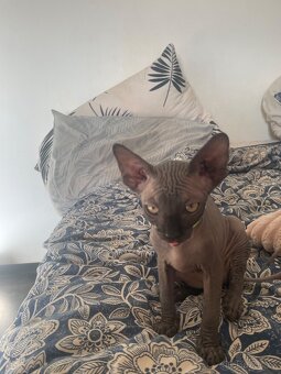Kočičky Sphynx - 16