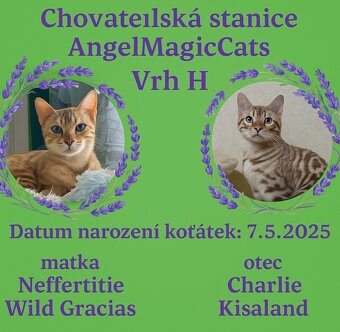 Bengálská kočka s PP - 16