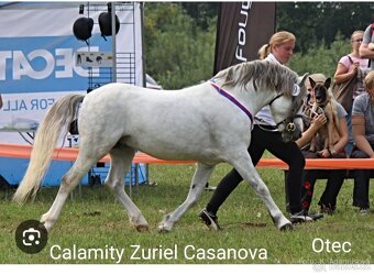 Valašek Český sportovní pony - 16