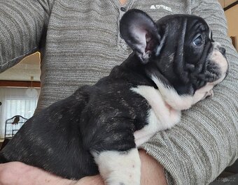 Francouzský buldoček - 16