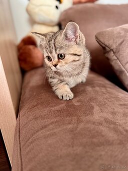 Skotská klapouchá kočka, scottish straight s PP - 16