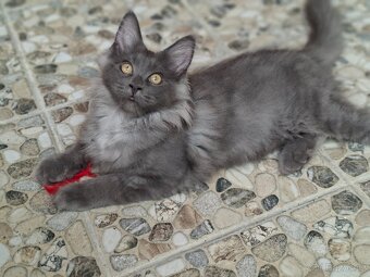 Maine coon,  mainska myvalia s PP - 16
