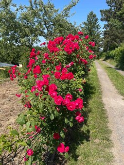 Chateau Vysočany - 16