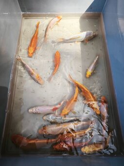 KOI kapr cca 50cm - 16
