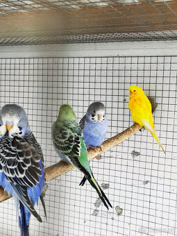 Andulka vlnkovaná 2025 po výstavních rodičích - 16