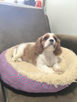 Kavalir,cavalir king charles spaniel - 16