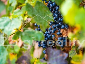 prodej prostorného 8+2 rodinného domu s užitnou plochou 442  - 16