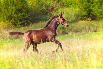 ČT hřebeček 2025 - Možnost splátek - 16