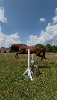 ČT kobyla 2012 - 16