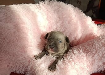 Stafordšírský bulteriér - 16