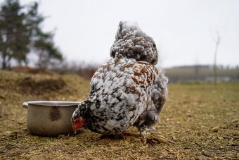 Brahmánky porcelánové 🥚🐣 (násadová vejce i kuřátka) - 16