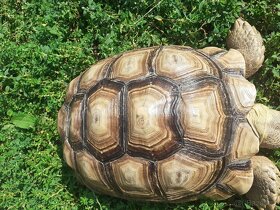 Želva ostruhatá mláďata různé velikosti - 16