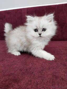 Perská koťátka - 16