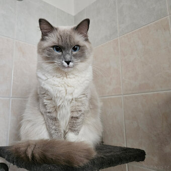 Na prodej Ragdoll koťátka - 16