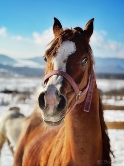 Plemeníci,kobyly arabských plnokrevníků - 16
