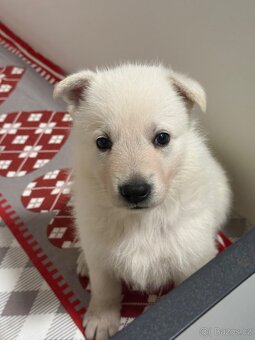 Bílý švýcarský ovčák s PP - 16