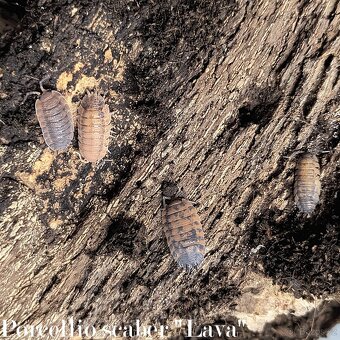 ISOPODY·STÍNKY - Fauna trhy Ostrava 14.12. - 16