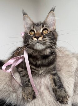 Mainská mývalí koťátka s PP - 16