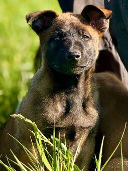 BELGICKÝ OVČÁK MALINOIS - 16