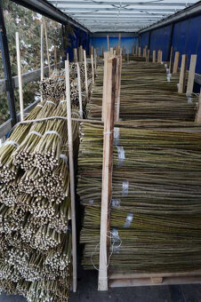 Sadba japonského topolu - 16