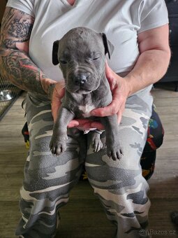 Štěňátka Pitbulla prodám - 16