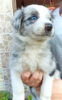 Border kolie - 16