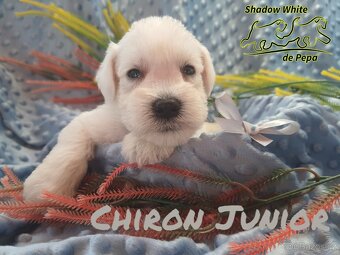 Shadow White de Pepa - knírač malý bílý - 16