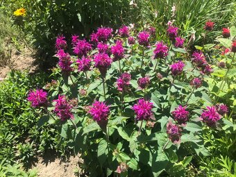 Trvalky a víceletky-LEN OSOBNÝ ODBER BRNO - 16