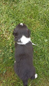 Border kolie - 16