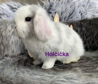 ❤️❤️Krásná Minilop Kralicek veranek miminka - 16