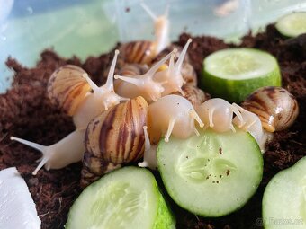Oblovka síťkovaná (Lissachatina reticulata) 🐌 - 16