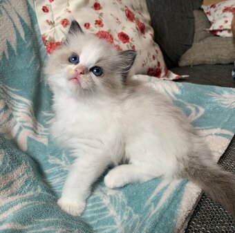 ❤️🌟Nádherná kočička Ragdoll s PP - 16