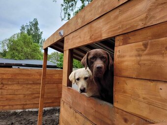 štěňata labrador a Bílá Fenka – připravena k odběru - 16