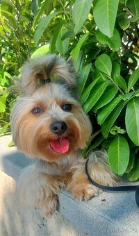 Jorkšírsky teriér, krytí Ne na prodej - 16