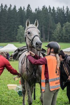 Připouštění Shagya arab Jussuf V-CZ Festival - 16