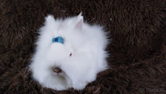 Zakrslý králík, králíček -(TEDDY)-HERBERT - 16
